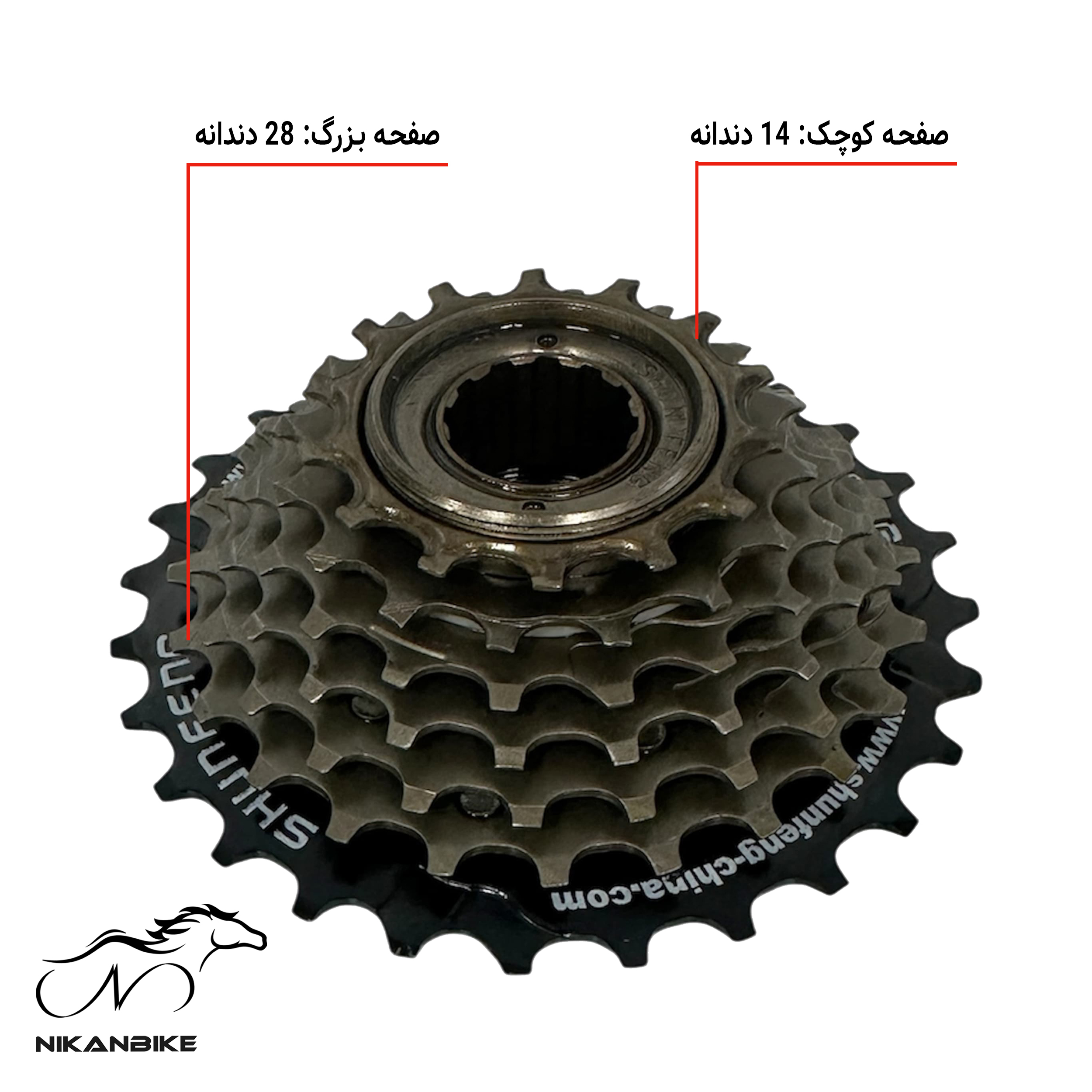 توزیع دقیق دندانه‌ها از 14 تا 28