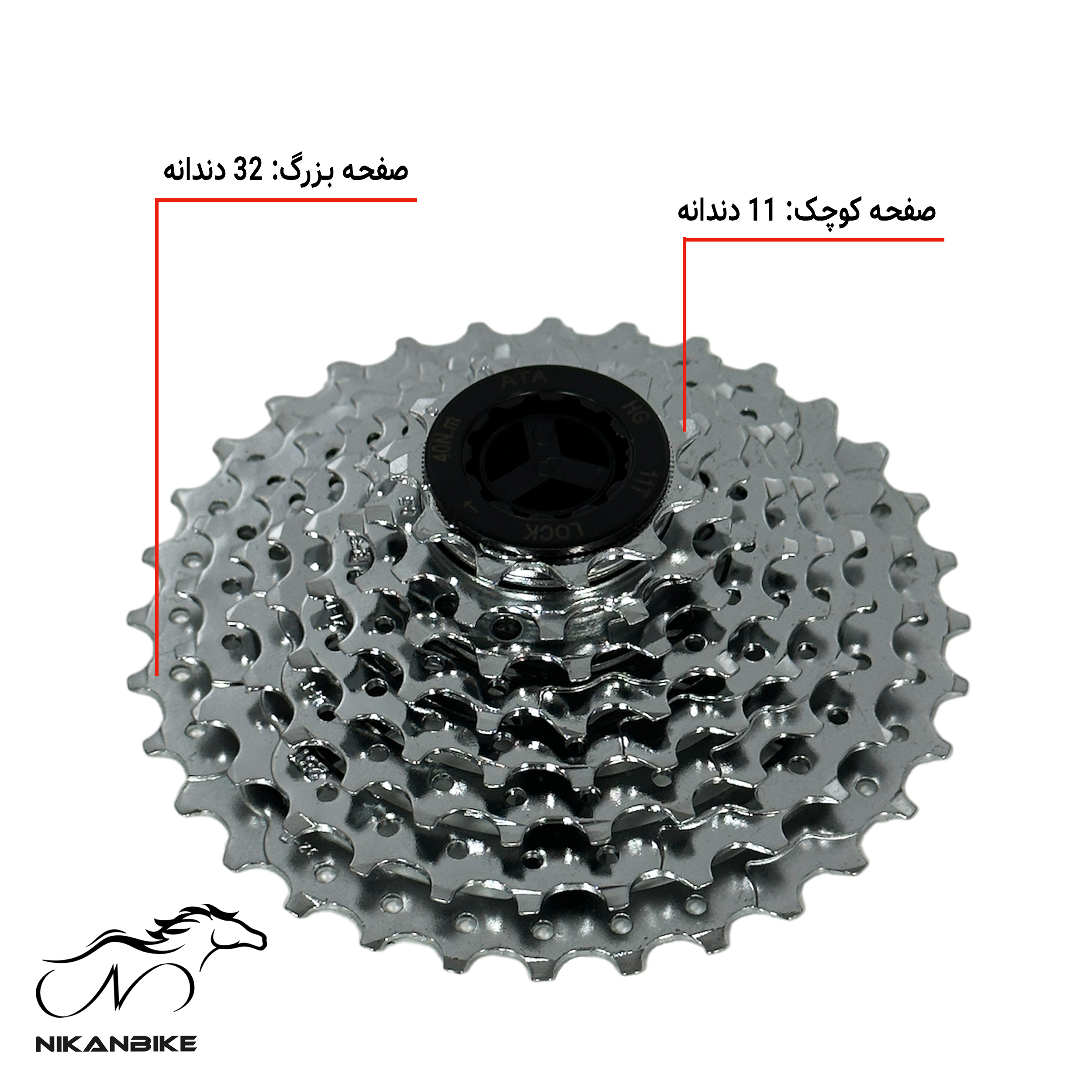 توزیع دقیق دندانهها از 11 تا 32